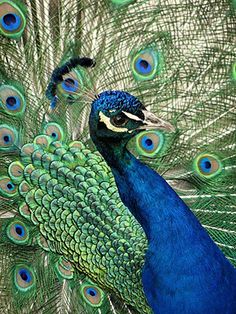 top 24 unique colorful creatures around the world cuteee