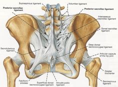Pelvis bones and the ligaments front on and rear view. | Figure drawing