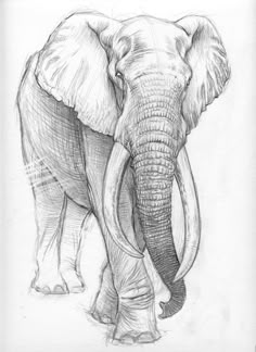 88 best animal sketches images on pinterest animal sketches