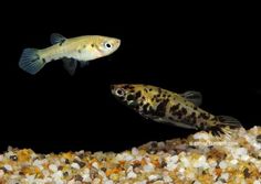 41 best tropical fish