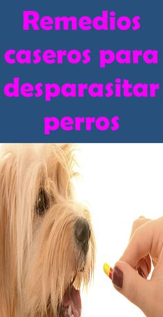 Mascotas