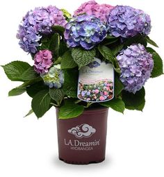 36 Best L A Dreamin Hydrangea Images On Pinterest In 2018 La Dreamin Hydrangea Shows Pink Blue Purple All On The Same