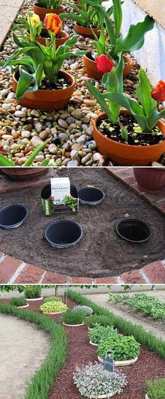 Adorable Succulent Plants Landscape Land Lotus Seeds Blooms Potted Plant ILOE