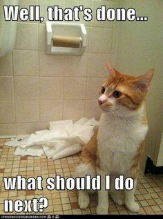 550 best funny cat