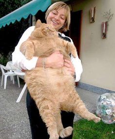 X Streamly Fat Animals X Streamly Fat Animals