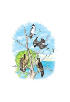 55 Bird Artists Jasper Theodore Ideas Bird Artists Theodore Bird