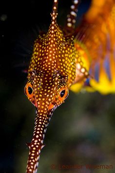 71 best seadragon images