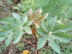 Castor oil for facial warts Life exspectancy of sperm
