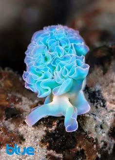 560 melhores imagens de