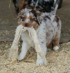 3 week old australian shepherd puppy blue merle female australian shepherd pup she is only 3 weeks old 3 week old australian shepherd puppy blue merle female australian shepherd pup she is only 3 weeks old