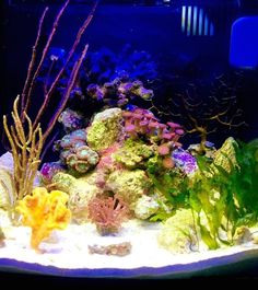 29 best macroalgae marine
