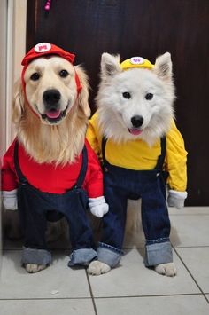 DIY cool dog costumes, Golden Retriever and Samoyed Halloween, Puppies, Dog Costumes, Dog Clothes, Diy Dog Costumes