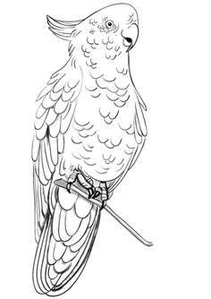 Rose Breasted Cockatoo Coloring Page From Cockatoos Category Select 30465 Printable Crafts Of Cartoons Nature Animals Bible And Many More