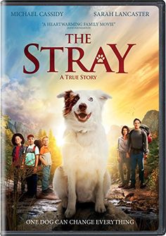 The Stray 2017 Sinhala Sub Les Synopsis A Young Father Takes His Nine Year Old Son The Family Dog And Two Of His Sons Friends Backpacking In The The Stray 2017 Sinhala Sub Les Synopsis A Young Father Takes His Nine Year Old Son The Family Dog And Two Of His Sons Friends Backpacking In The