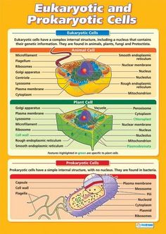 Bacteria Vs Virus Venn Diagram - FREE DOWNLOAD