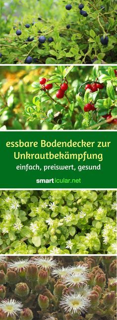 Wo kein Licht, da auch kein Unkraut. Diese Pflanzen wachsen schneller als die meisten Beikräuter, sparen dir das Jäten und bescheren dir sogar reiche Ernte Pallets Garden, Patio Fence, Balcony Gardening, Garden Water, Garden Fence, Diy Jardin