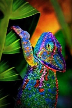 Lizard chameleon. divine design of nature.. дизайн божественной природы.. Детеныши Животных, Милые Животные, Млекопитающие, Фильм Прекрасные Создания, Разноцветные Животные, Красочные Рыбы, Странные Животные, Самые Милые Животные, Пустыня