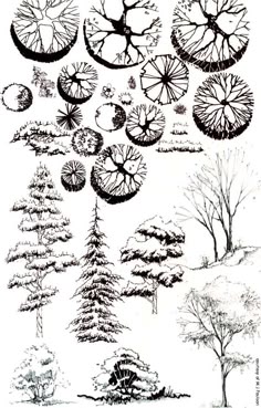 Landscape Architecture Plan Trees landscaping trees | the diagram shows different forms of trees Landscape Architecture Plan Trees landscaping trees | the diagram shows different forms of trees