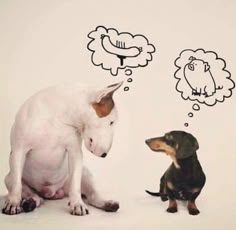 Cão - cães - cachorros - InfoEscola