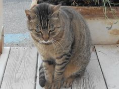 micio pic spettacolo