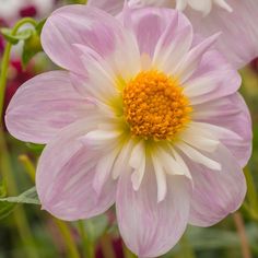 30 Dahlias Ideas Dahlia Plants Flowers