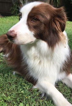 I Need A Red Border Collie It Is A Necessity Collie Puppies