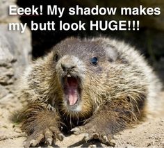 i am sorry that your birthday is over \ 91fc2f0dd22fa47ce4ab98a519b9700c ground hog awesome stuff i am sorry that your birthday is over \