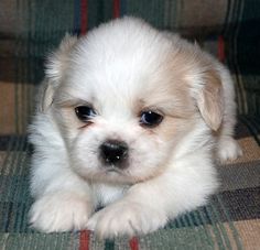 10+ Shih Tzu Dogs ideas | shih tzu dog, shih tzu, dogs 10+ Shih Tzu Dogs ideas | shih tzu dog, shih tzu, dogs