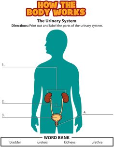 pin by alana whitaker couch on homeschool health pinterest kidshealth org how the body works