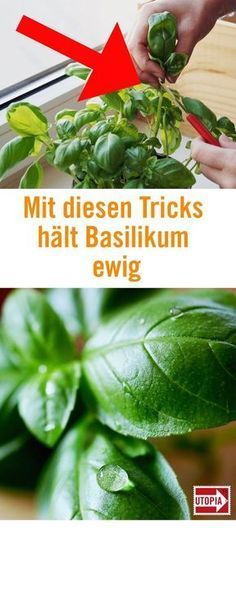 1200 Samen Basilikum unterschiedliche Flavour Zimt Kräuter