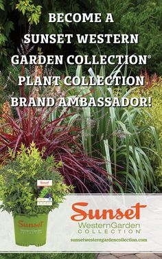 42 Best Sunset Western Garden Collection Brand Ambador Images On Brand Ambador Westerns Western Find This Pin And More On Sunset Garden Collection