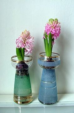 52 Best Flower Bulb Forcing Images On Pinterest Interior Plants I Am Going To Grow These This Spring