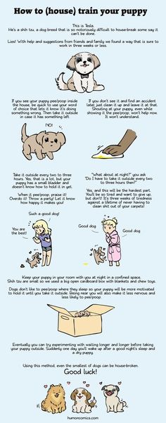 48 Best Pets Images In 2020 Pets Dogs Dog Care