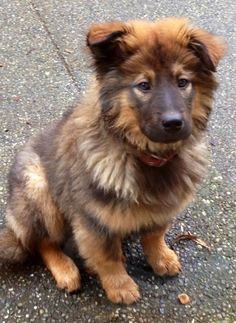 australian shepherd with german shepherd australian u0026 german shepherd mix puppy little dudes pinterest australian shepherd with german shepherd australian u0026 german shepherd mix puppy little dudes pinterest