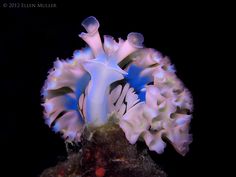 234 best nudibranch snails