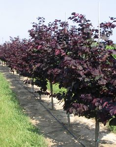 7 Best Trees Images Redbud Tree Flowering Canadensis Redbud Tree Flowering Trees