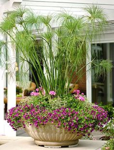 101 Best Tropical Plants In Pots Images Garden Planters Potted