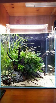 aquascaping aquarium lovers aquariadise