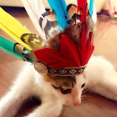 65 best cat cloth