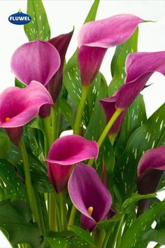 67 Calla (Zantedeschia)Ideen zantedeschien, calla, sommerblumen