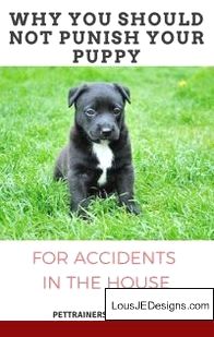How To Train Your Dog To Stay Off Leash And Pics Of Dog Training