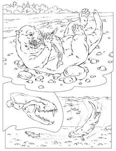 River Otter Coloring Pages Sea With A Fish