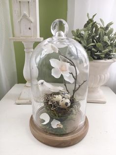 Caprice Tarbox Capricetarbox Profile Pinterest