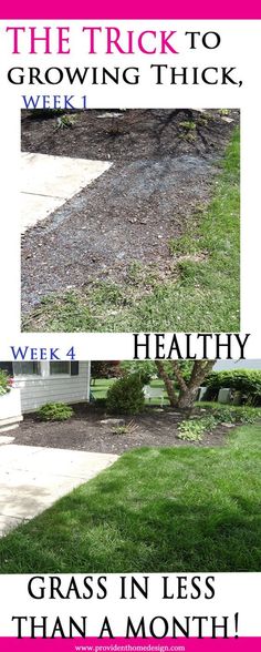 63 Best Texas Landscaping Images On Pinterest Gardening How To Grow Grass Fast