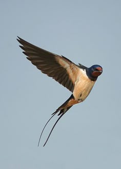 47 best barn swallow images on pinterest swallow swallows and