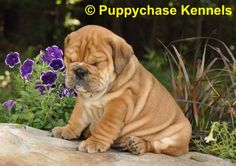 Bulldog Puppy Needs A Nap Bulldog Puppies Bulldog Puppies