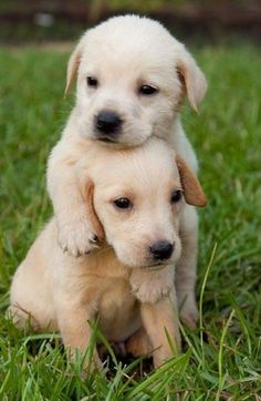 2394 Fantastiche Immagini Su Cani Nel 2019 Fluffy Animals Cute