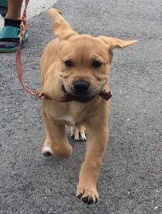 pitbull cross golden retriever pitbull golden retriever mix 10 weeks herculesthegoldenpit weighing 20 2 pitbull cross golden retriever pitbull golden retriever mix 10 weeks herculesthegoldenpit weighing 20 2