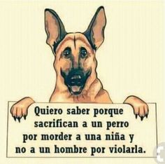 15 Mejores Imágenes De Maxi Perros Frases Mascotas Frases Amor De Perro