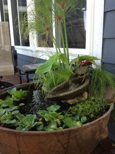 creative indoor gardening plants rock water arrangement low Container Water Garden